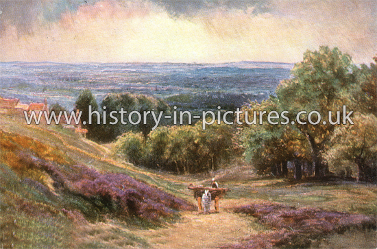 Looking towards Dick Turpins Cave, Epping Forest, Essex. c.1907